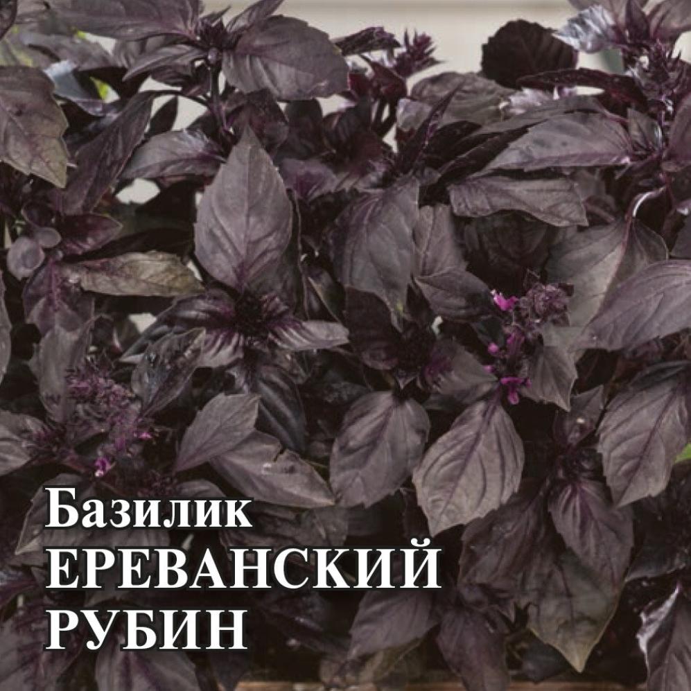 Базилик Ереванский рубин
