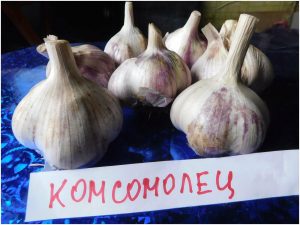 Чеснок Комсомолец