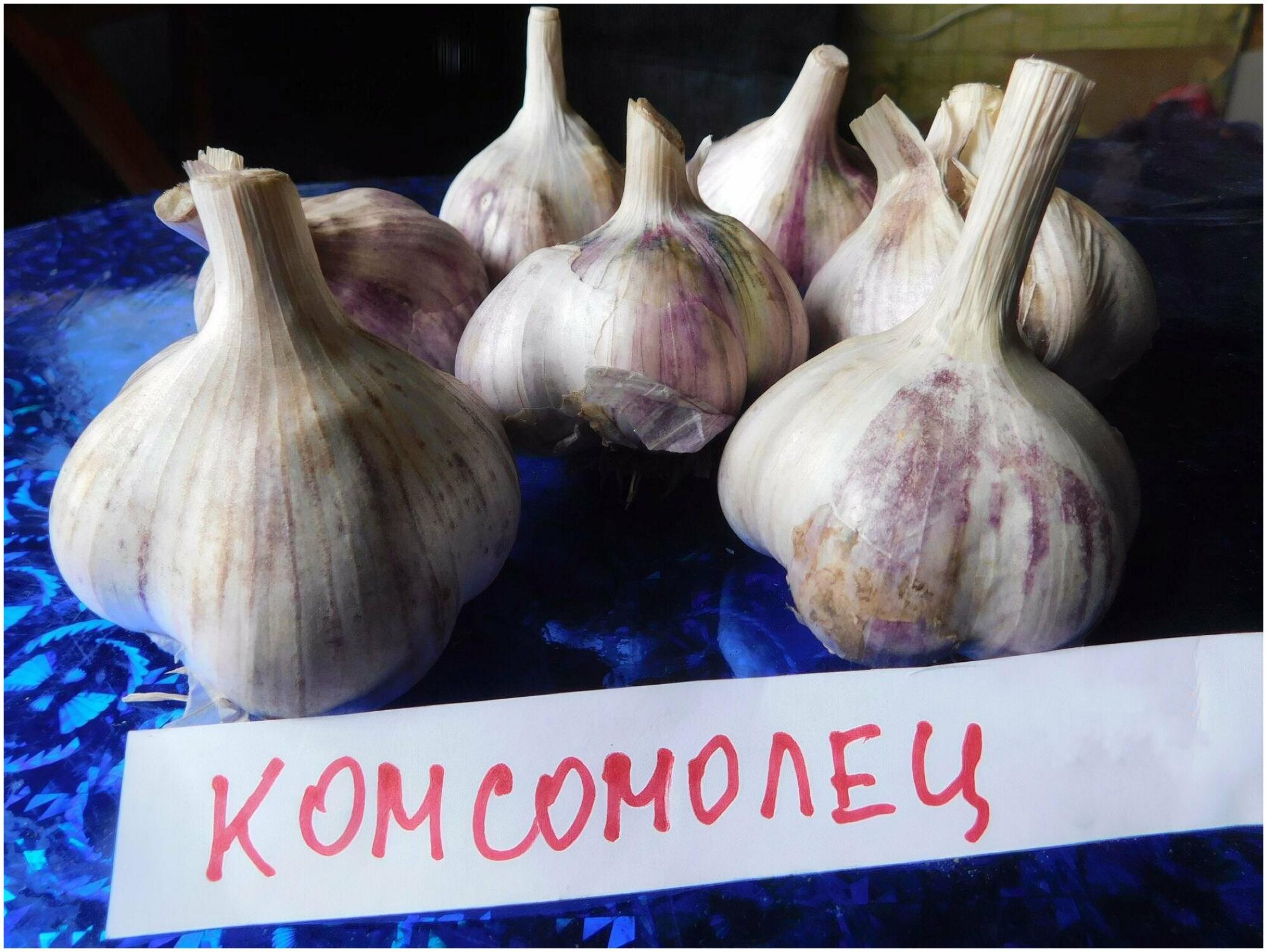 Чеснок Комсомолец