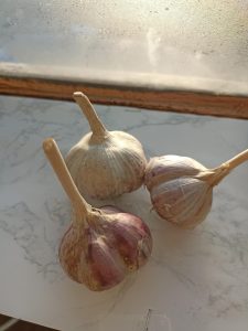 Чеснок Медвежий коготь