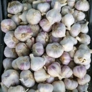 Чеснок Полесский сувенир