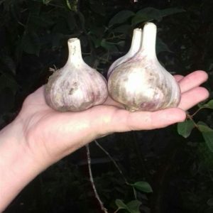 Чеснок Сибирский гигант
