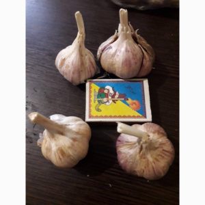 Чеснок Софиевский