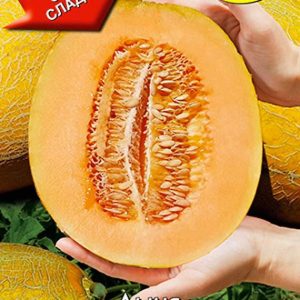 Дыня Алиса