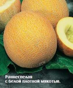 Дыня Грунтовая ранняя