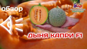 Дыня Капри