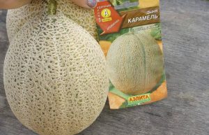 Дыня Карамель