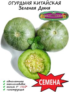 Дыня Китайская зелёная