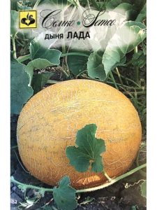 Дыня Лада