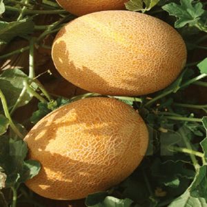 Дыня Мануэла (нево)