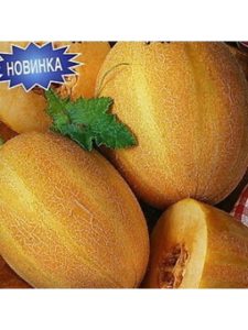 Дыня Маркиза