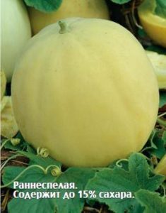 Дыня Медовуха