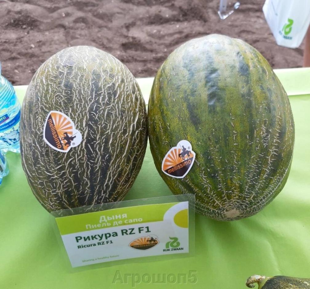 Дыня Рикура