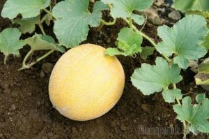 Дыня Северная принцесса