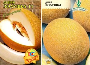 Дыня Золушка