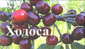 Дюк Ходоса