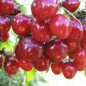 Дюк Краса Севера