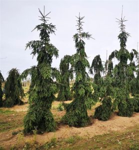 Ель Ротенхаус