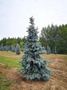 Ель Шовенхорст