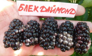 Ежевика Блэк Даймонд