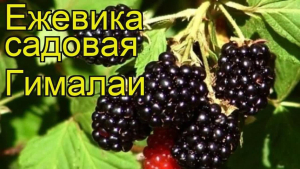 Ежевика Гималаи