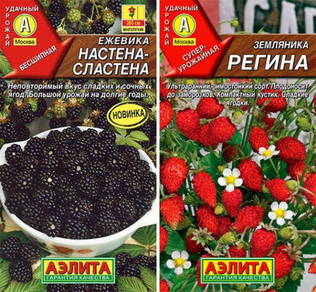 Ежевика Настена-сластена
