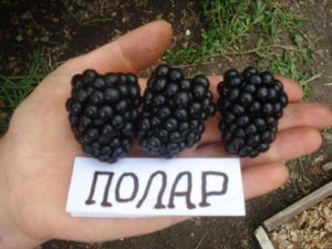 Ежевика Полар