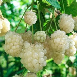 Ежевика Полар Берри