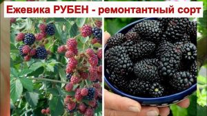 Ежевика Рубен