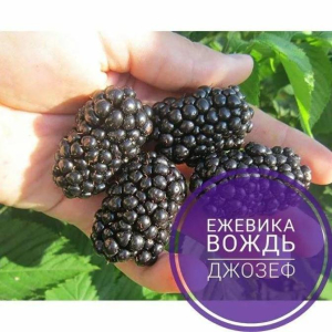Ежевика Вождь Джозеф
