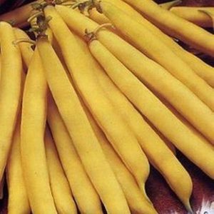 Фасоль Снегурочка
