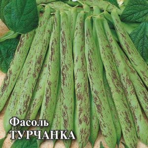 Фасоль Турчанка
