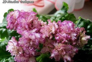 Фиалка 23-Улыбка Фаберже
