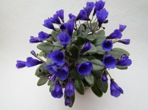 Фиалка Vallarta Campanas Moradas