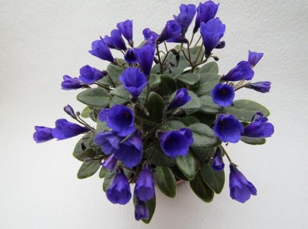 Фиалка Vallarta Campanas Moradas