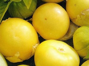 Физалис Королек