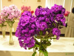 Флокс Шапка Мономаха