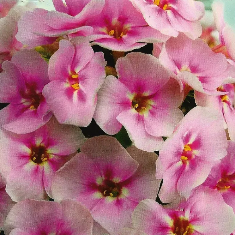 Флокс