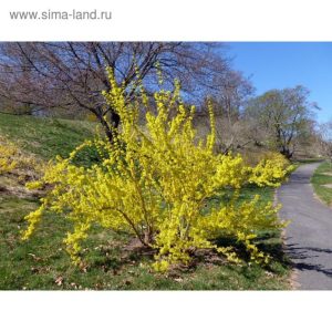 Форзиция Спринг Глори
