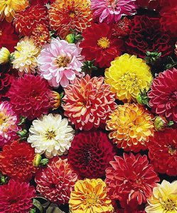 Георгины Экстрим Микс