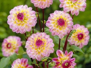 Георгины Эль Пасо