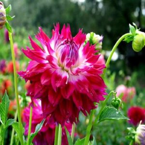 Георгины Фэнтези дю Кап