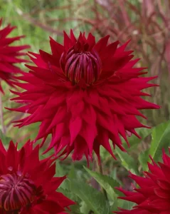 Георгины Холли Хьюстон