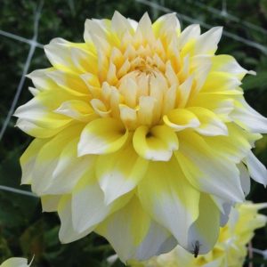 Георгины Холлихил Лемон Айс