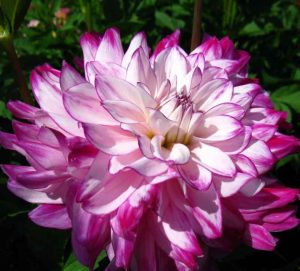 Георгины Ху Дан Ит