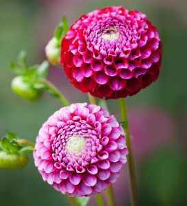 Георгины Шик А Ди Юс