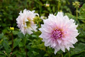 Георгины Шило Ноэль