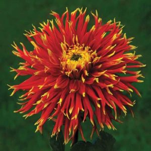 Георгины Шоу энд Телл