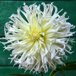 Георгины Цуки Йори Но Шиша