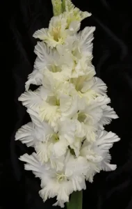 Гладиолус Сын Луны